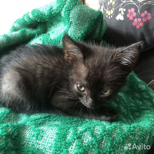 Котенок в добрые руки