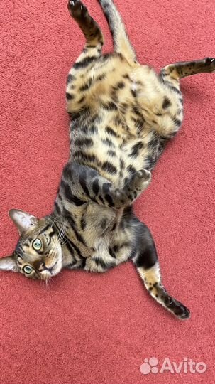 Бенгальский котик