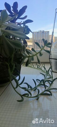 Ампельные суккуленты