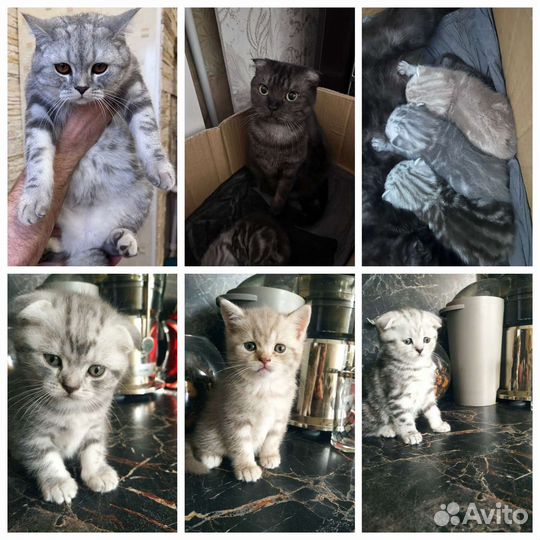 Британские котята