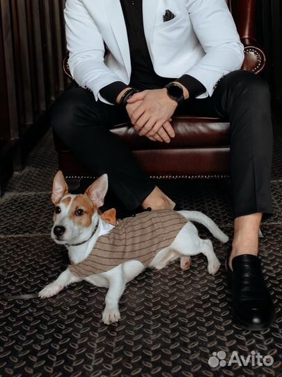 Вязка кобель джек рассел терьер