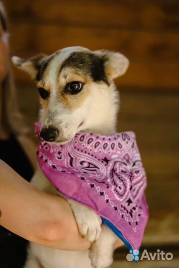 Собака в добрые руки