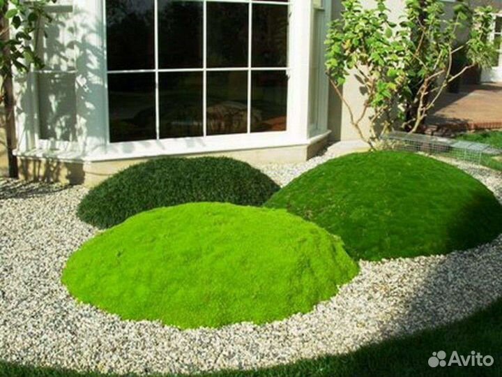 Мшанка шиловидная