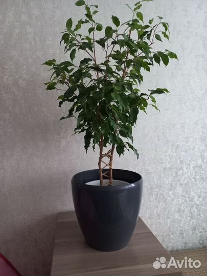 Горшок с автополивом santino deco 12л