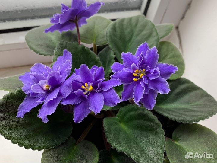 Фиалка цветущая