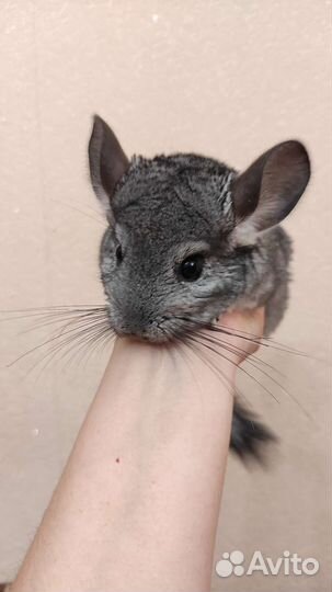 Шиншилла
