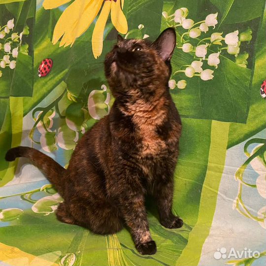 Шикарная кошечка