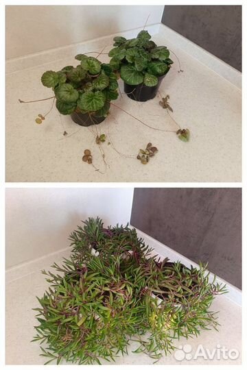 Комнатные растения цветы