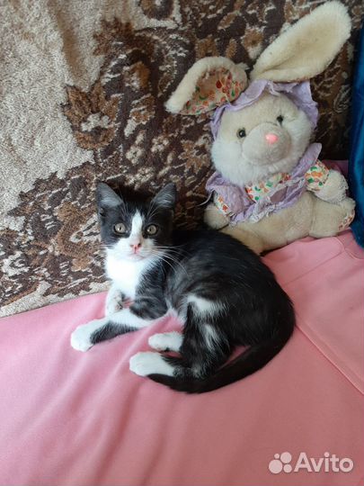 Котенок девочка - в добрые руки