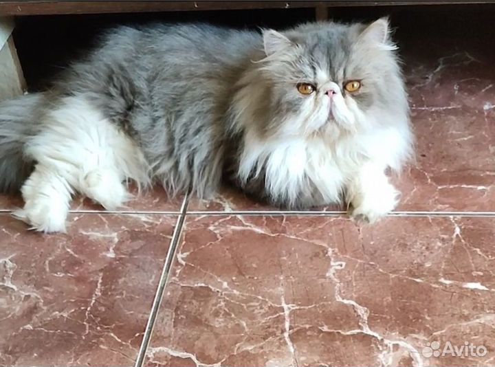 Персидский котик