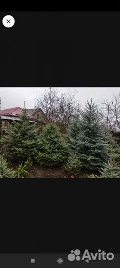 Ель голубая