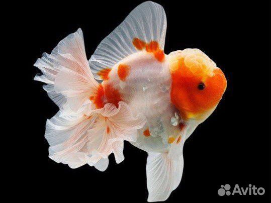 Аквариумные рыбки