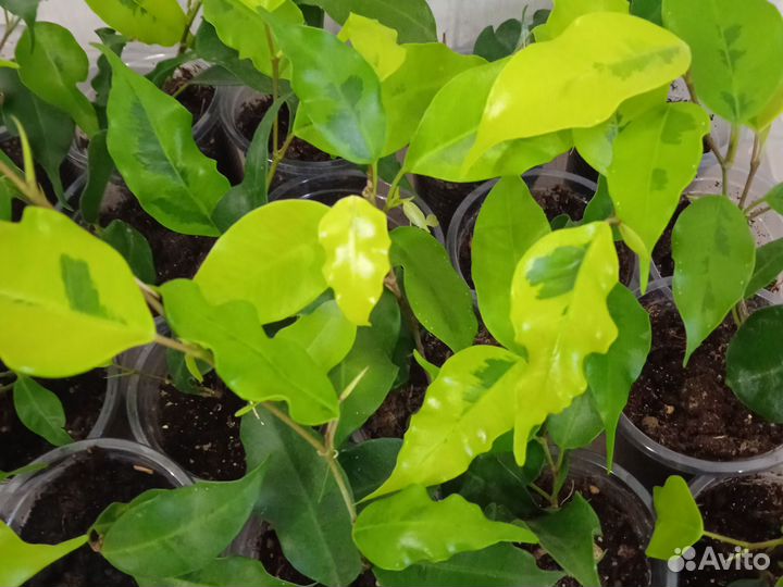 Фикус голден моник