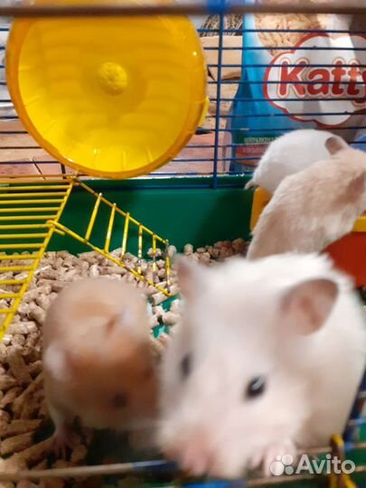 Сирийский хомяк бесплатно