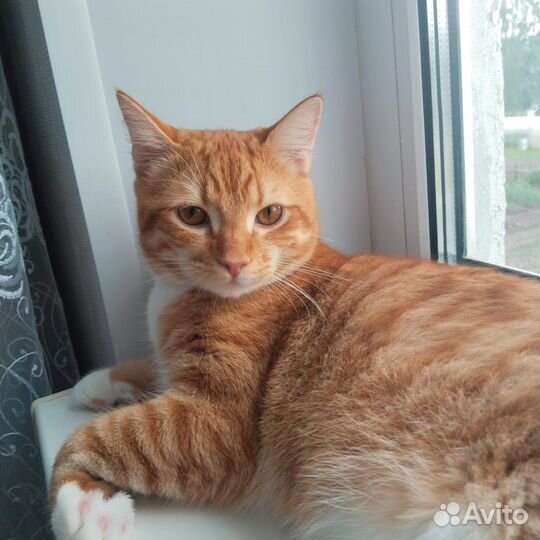 Котик ищет дом