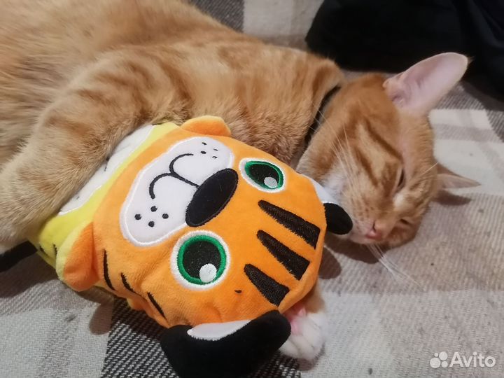 Коты для вязки