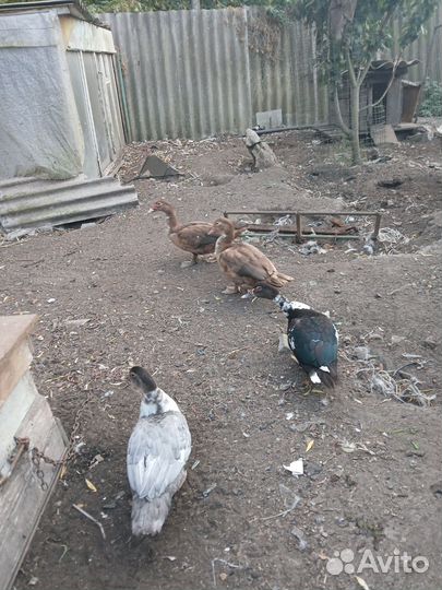 Индоутки на племя