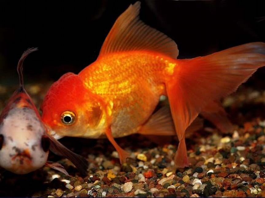 Золотая рыбка Оранда красная (Oranda Goldfish)