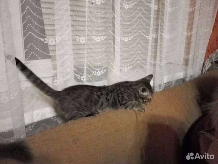 Кошка в дар бесплатно