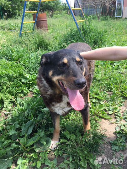 Жуля ищет дом