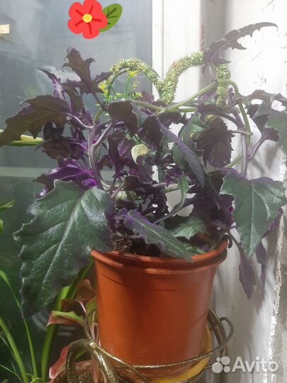 Комнатный цветок Гинура