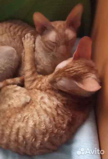 Корниш-рекс