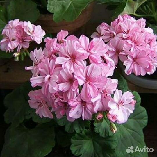 Герань пеларгония