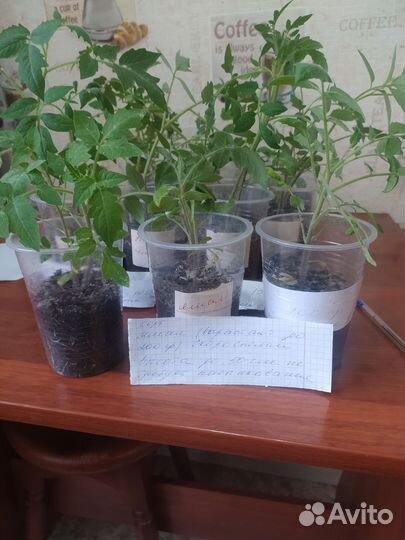 Рассада помидоров томатов за 2 корня