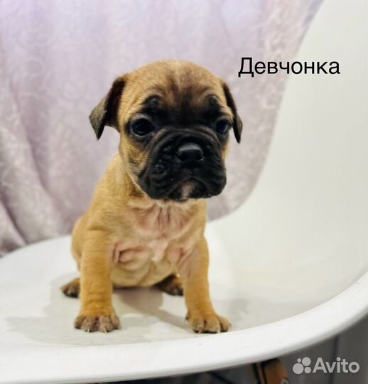 Французский бульдог