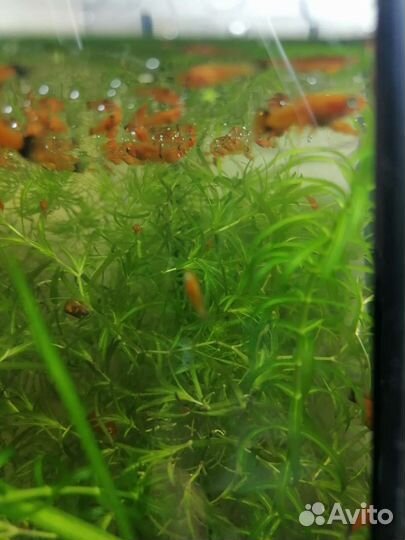 Рыба. Мальки меченосцы