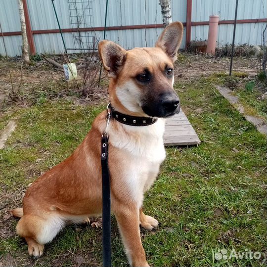 Красивая рыжая ласковая собака