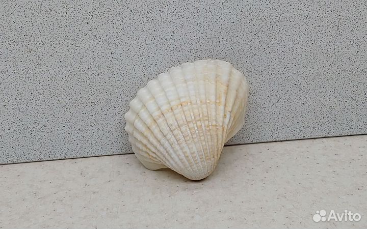 Гребешок 6,80 морская ракушка раковина
