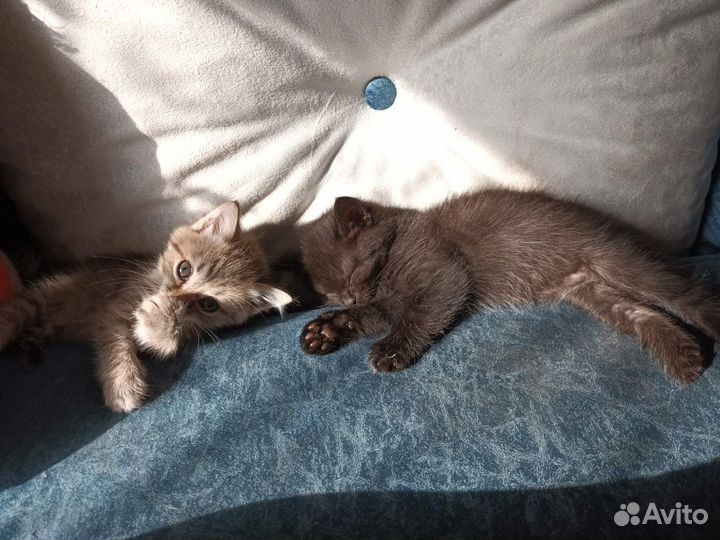Котята отдам в добрые руки бесплатно