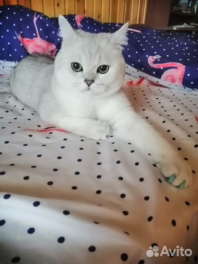 Вязка с британским котом серебристая шиншилла