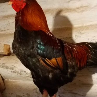 Молодой петух