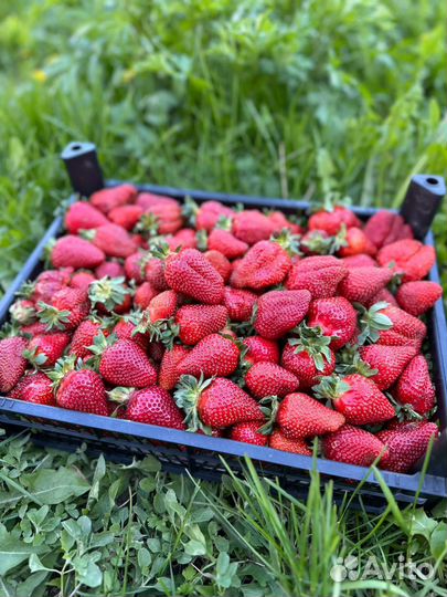 Ягода свежая