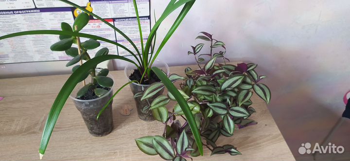 Набор комнатных цветов