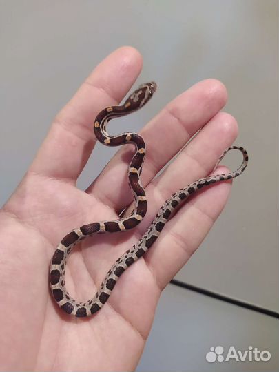 Полоз маисовый