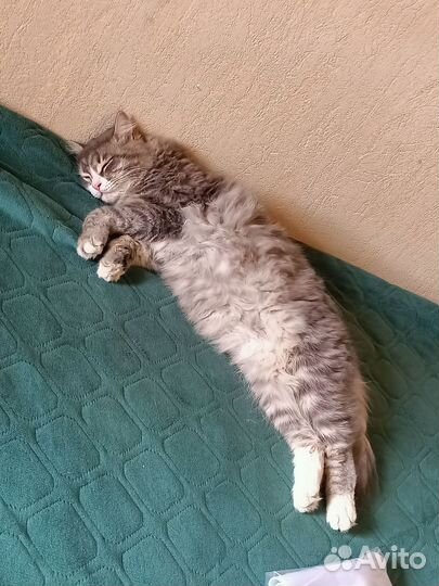 Кот в дар бесплатно