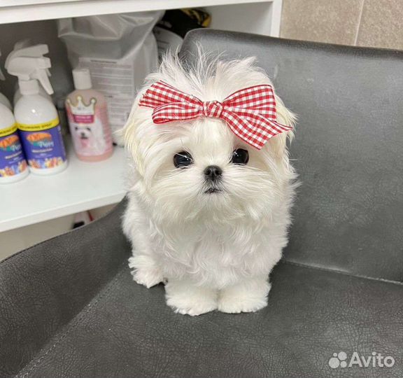 Мальтийская болонка из Кореи