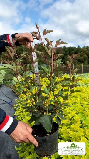 Пузыреплодник калинолистный Лютеус, Диабло Дор