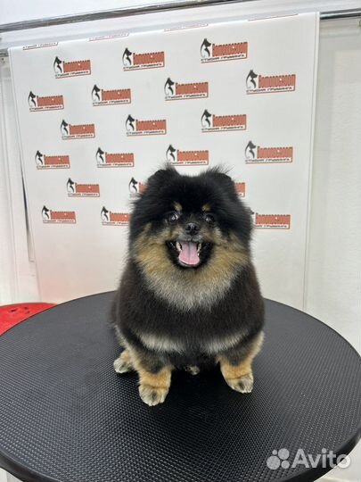 Модели, стрижка собак,груминг