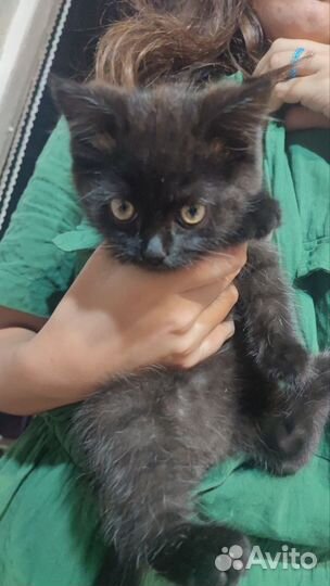 Котенок мальчик в добрые руки, третий месяц