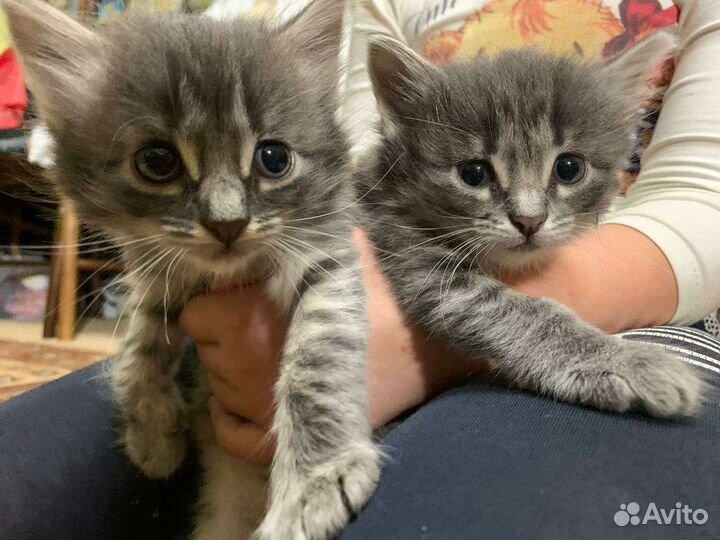Кошки в добрые руки