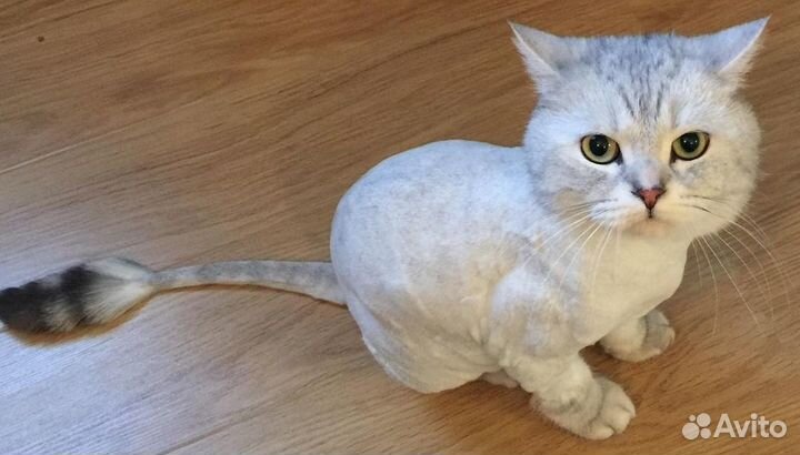 Стрижка котов и кошек