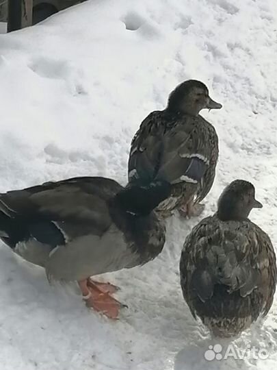 Подсадные утки