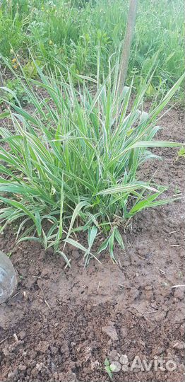 Канареечник тростникововидный