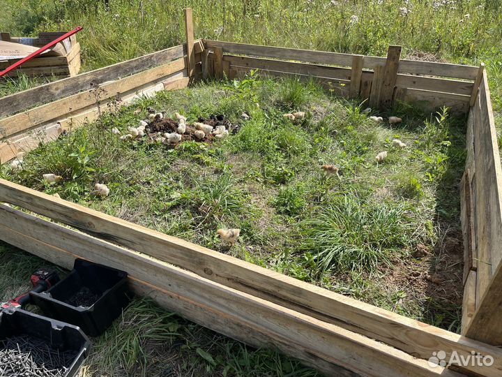 Куры Цыплята