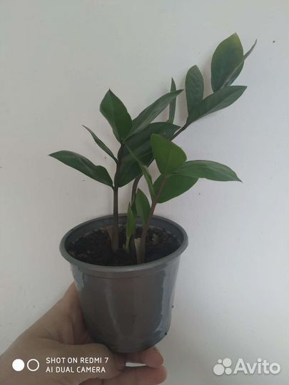 Замиокулькас