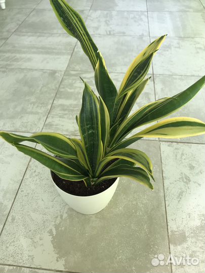 Сансевиерия микс
